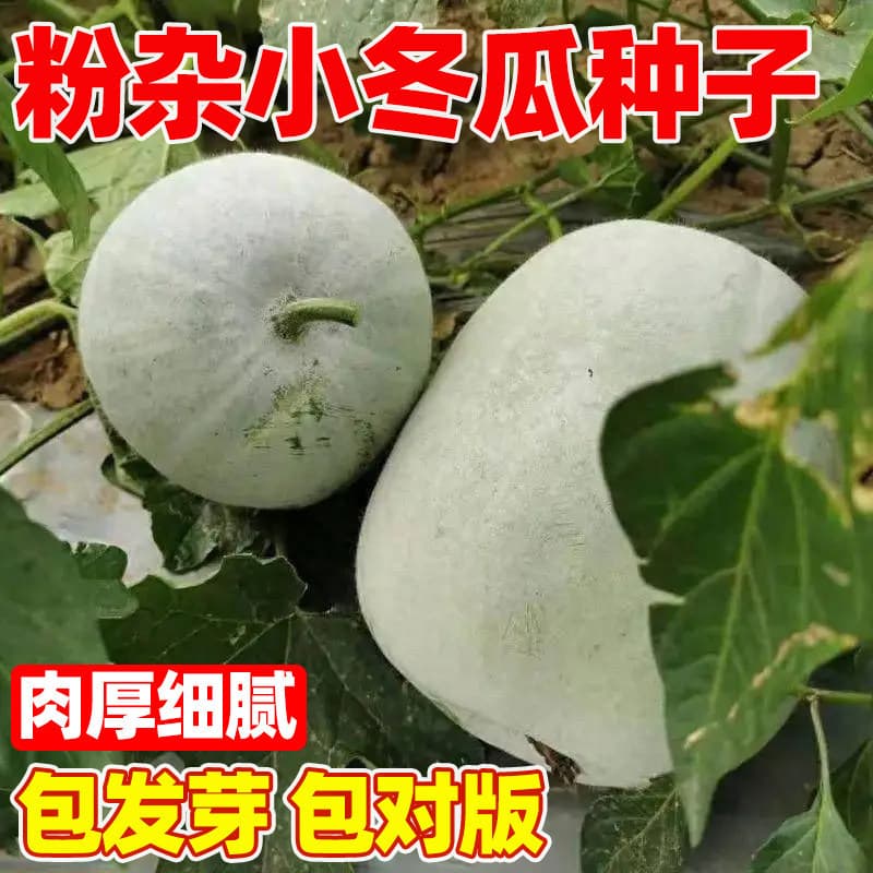 Large pink-skinned winter melon seedlings, vegetable seedlings, courtyard balcony potted plants, taro and winter melon seedlings, winter melon seedlings wholesale