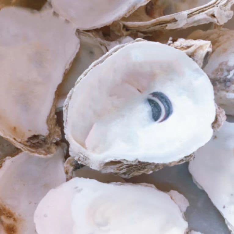 Oyster shell oyster shell shell decontamination fish pond building materials field shell wholesale natural filter material bacteria house