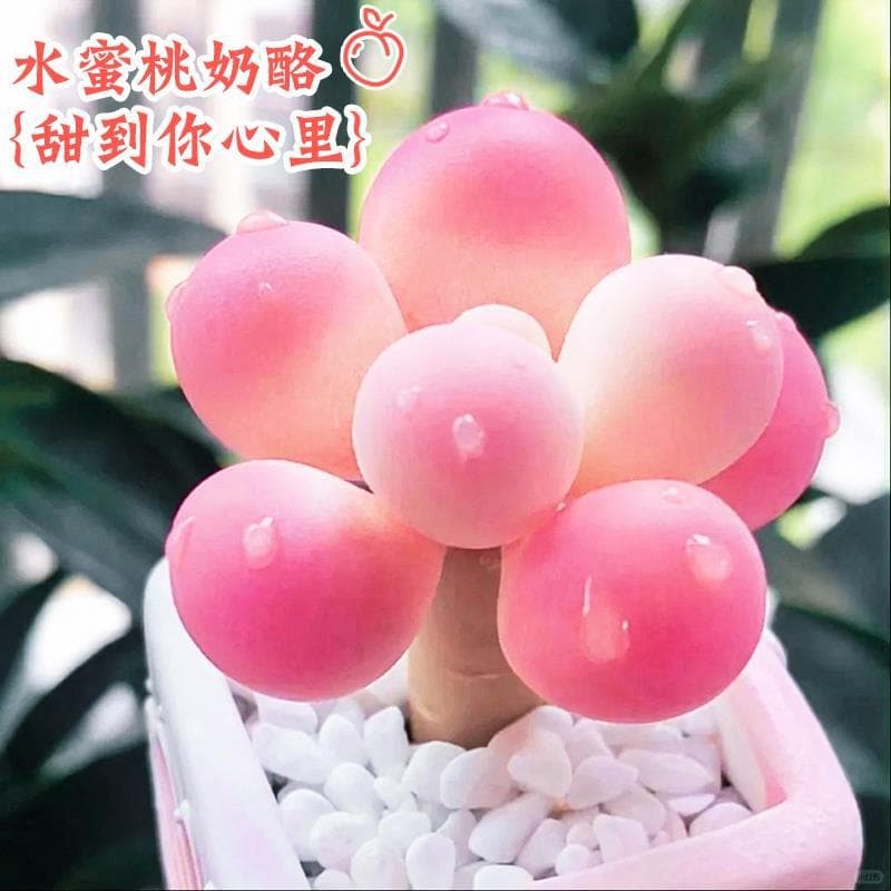 Rare cheese-shaped succulent indoor potted plant, exquisite variety, Tangyuan peach egg flower plant, easy to grow and live green plant