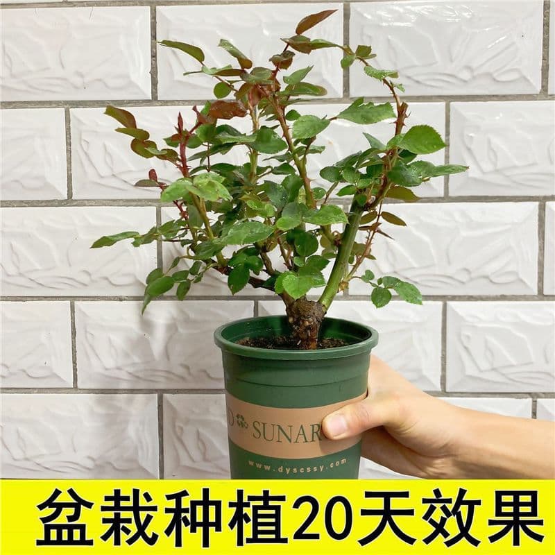 Rose saplings, old piles, rose saplings, shrubs, large flower pots, indoor and outdoor, extra-large flowers, fragrant old roots, blooming in all seasons