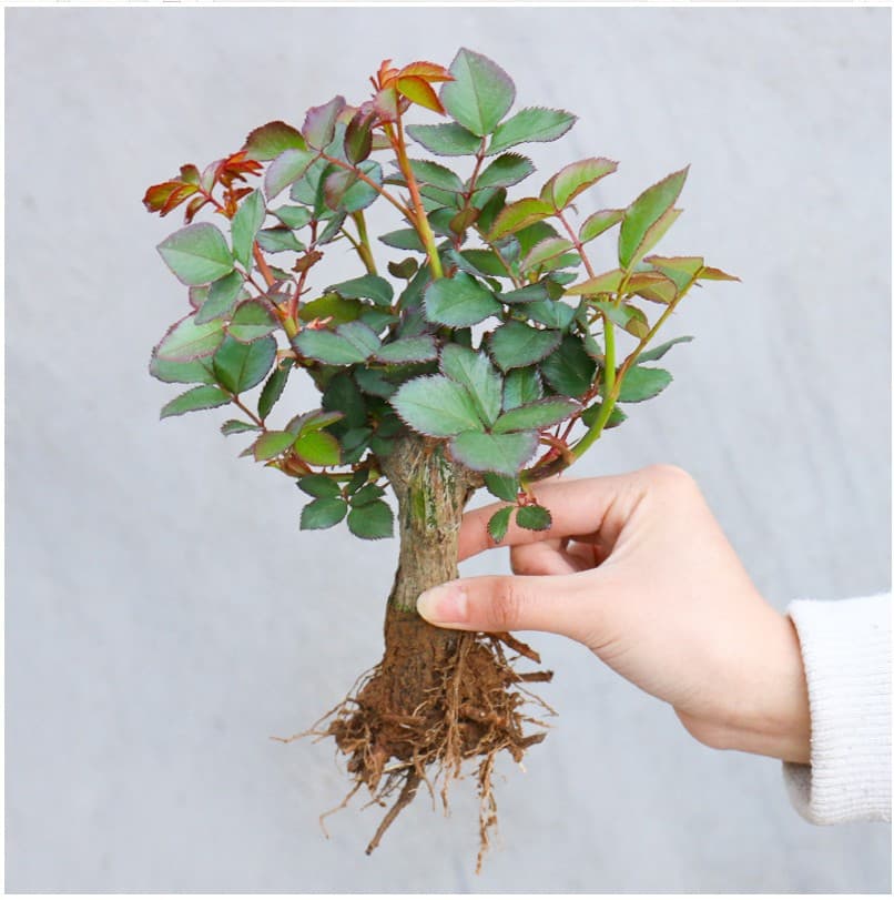 Rose seedling, old rose cane, large climbing rose, old root rose, landscaping rose, rose seedling, four-season potted plant