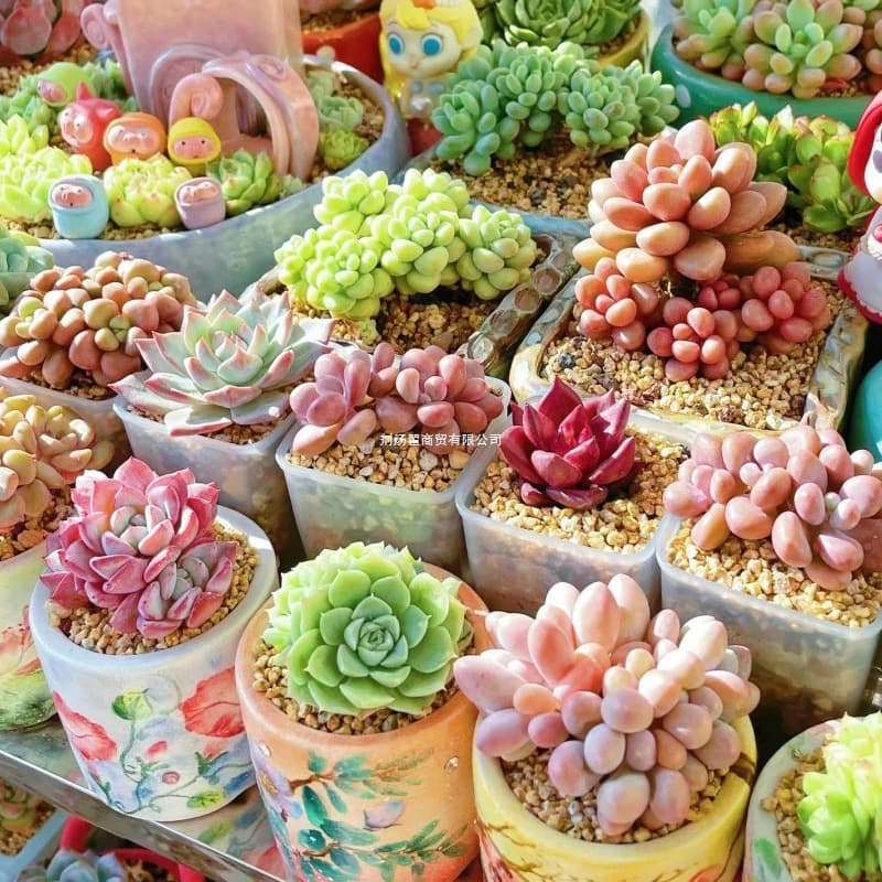 Succulent Plant Nursery Green Small Potted Flowers Indoor Old Stump Cluster Rare Large Easy Care