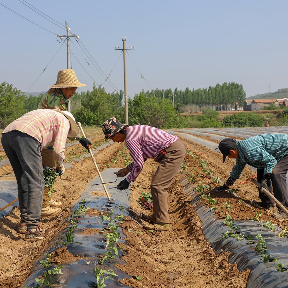 Biodegradable mulch film production manufacturer, biodegradable agricultural mulch film, enhances yield, moisture, and fertilizer retention.