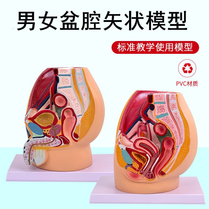 Teaching simulation female pelvic model female genitourinary system specimen mid-sagittal cut human anatomy medicine