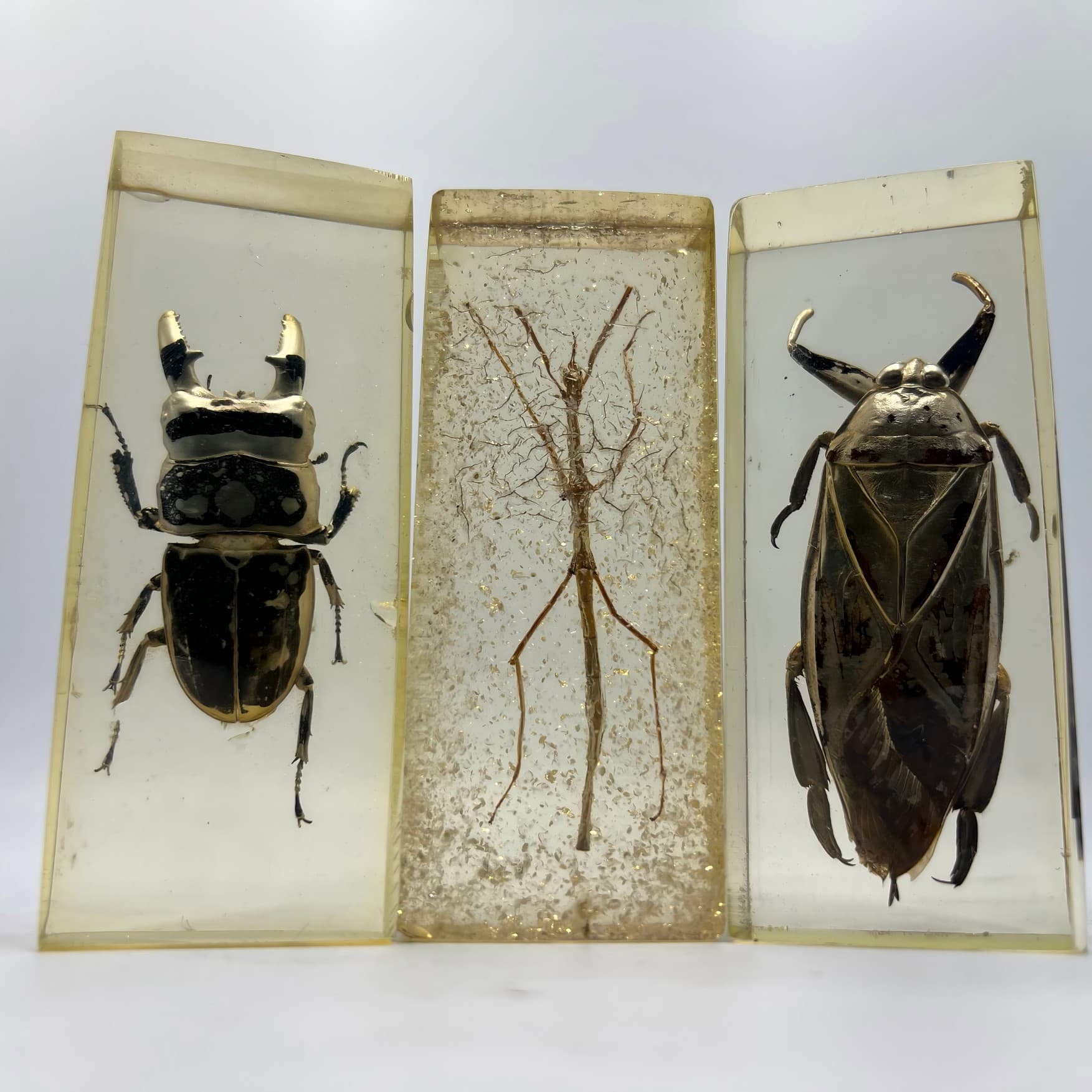 Real Insect Specimen Resin Drip Acrylic Vintage Collectibles Retro Style Acrylic Specimen Box