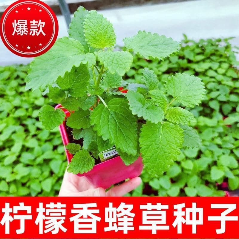 Lemon Balm Seeds Melissa Officinalis Lemon Mint Herb Plant Potted Bee Balm Lemon Balm Seeds