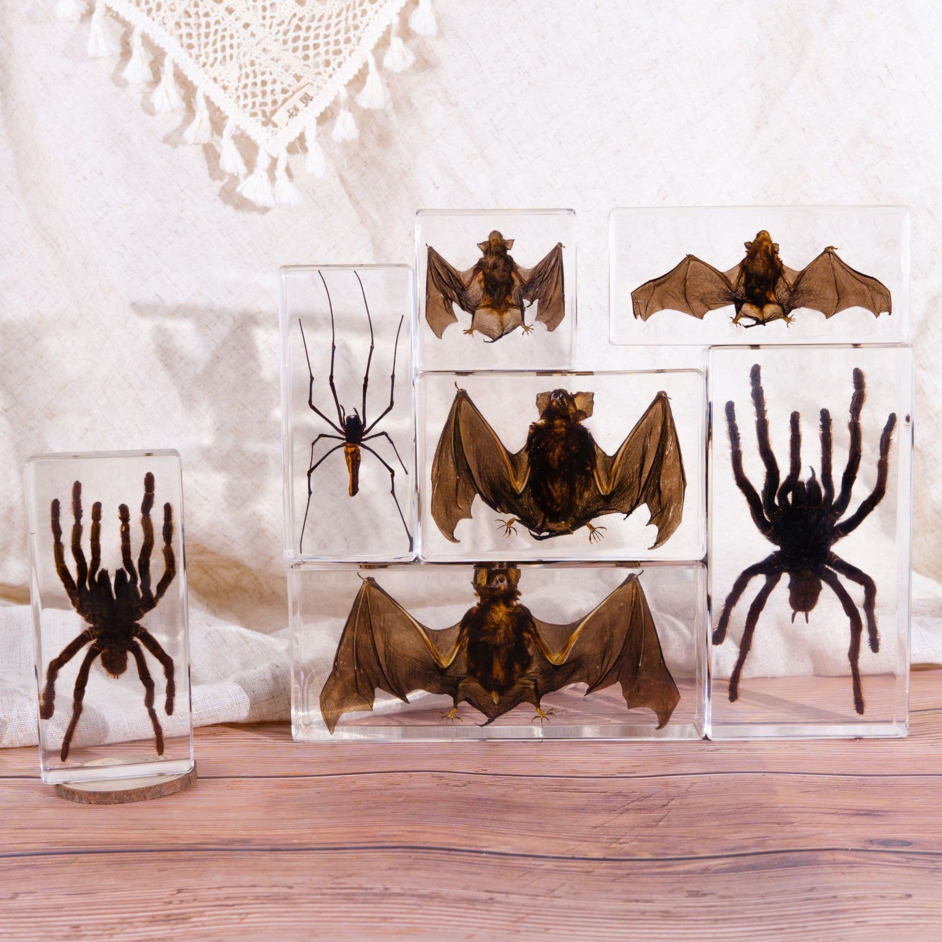 Hot Selling Cross-border Foreign Trade Real Bat Specimen Bookweight Gift Ornament Novel Resin Crafts Teaching Collection Items