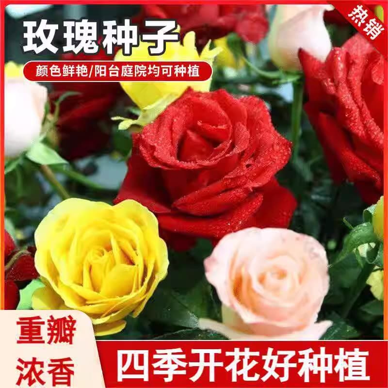 Red Rose Seeds, Green Plant Potted Flowers, Fresh Flower Seeds, Potted and Ground Planting Seeds for All Seasons, Rose Seeds