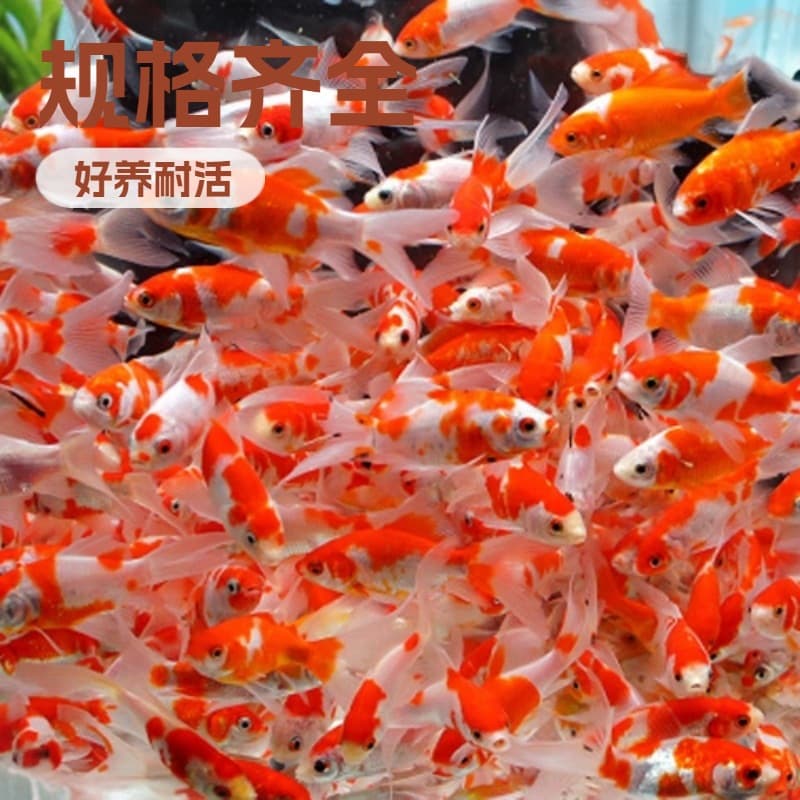 Ornamental Live Fish Cold Water Small Freshwater Fish Red and White Crucian Carp Live Hardy Low Temperature Koi Small Fish Aquarium
