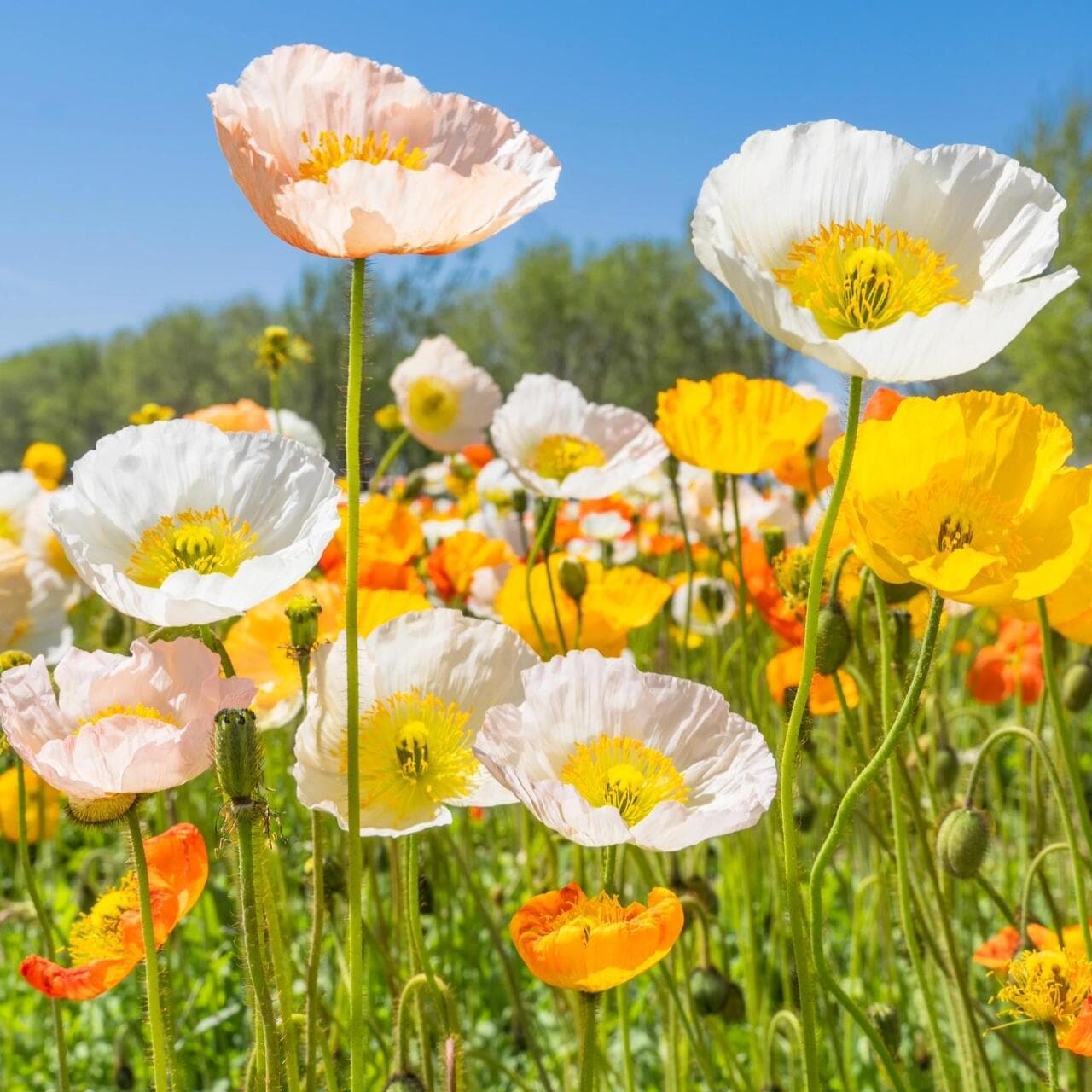 Icelandic Poppy Flower Seeds Gesang Flower Colorful Flower Seeds Sowing and Blooming Sun Flower Seeds for Many Years and Four Seasons