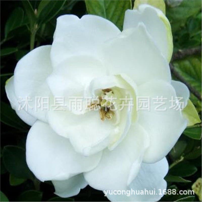 [Cross-Border E-Commerce Supply] Gardenia Seeds, Yellow Gardenia Seeds, Small Gardenia, Mountain Gardenia, White Gardenia