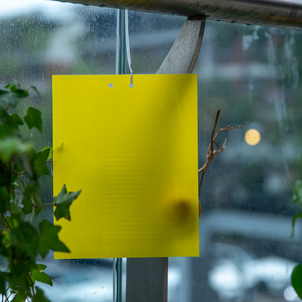 Yellow Double-Sided Sticky Insect Trap, Physical Sticky Trap for Home Use, Orchard Tea Mountain Stick Rod Thrips Fruit Fly Trap, Strong