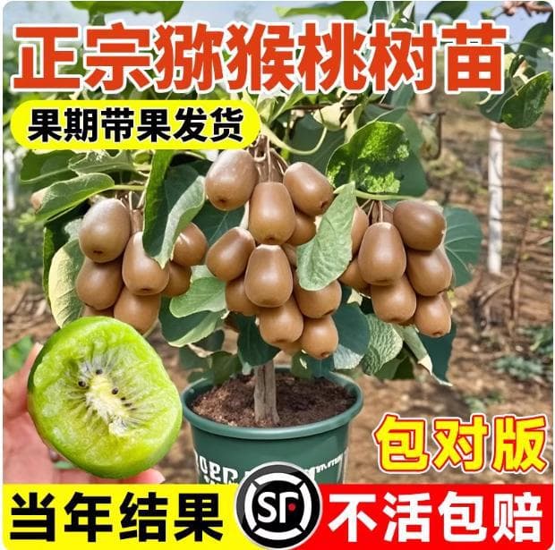 Kiwi Fruit Tree Seedlings, Self-Fertile, Red Heart, Green Heart, Xu Xiang Kiwi Seedlings, Suitable for Southern and Northern Four-Season Planting and Fruiting