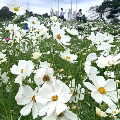 White Cosmos Seeds, Gesang Flower Seeds, Four-Season Sowing, Blooming, Colorful Flower Seeds, Garden Wildflower Seeds