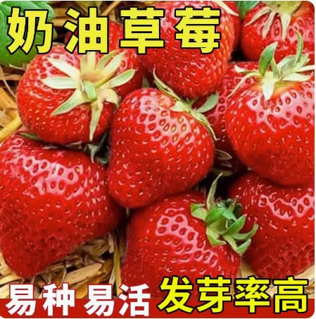 Cream Strawberry Seeds for Four-Season Balcony Potted Strawberry Seeds Fruit Indoor Planting Farm Fruit Strawberry Seeds
