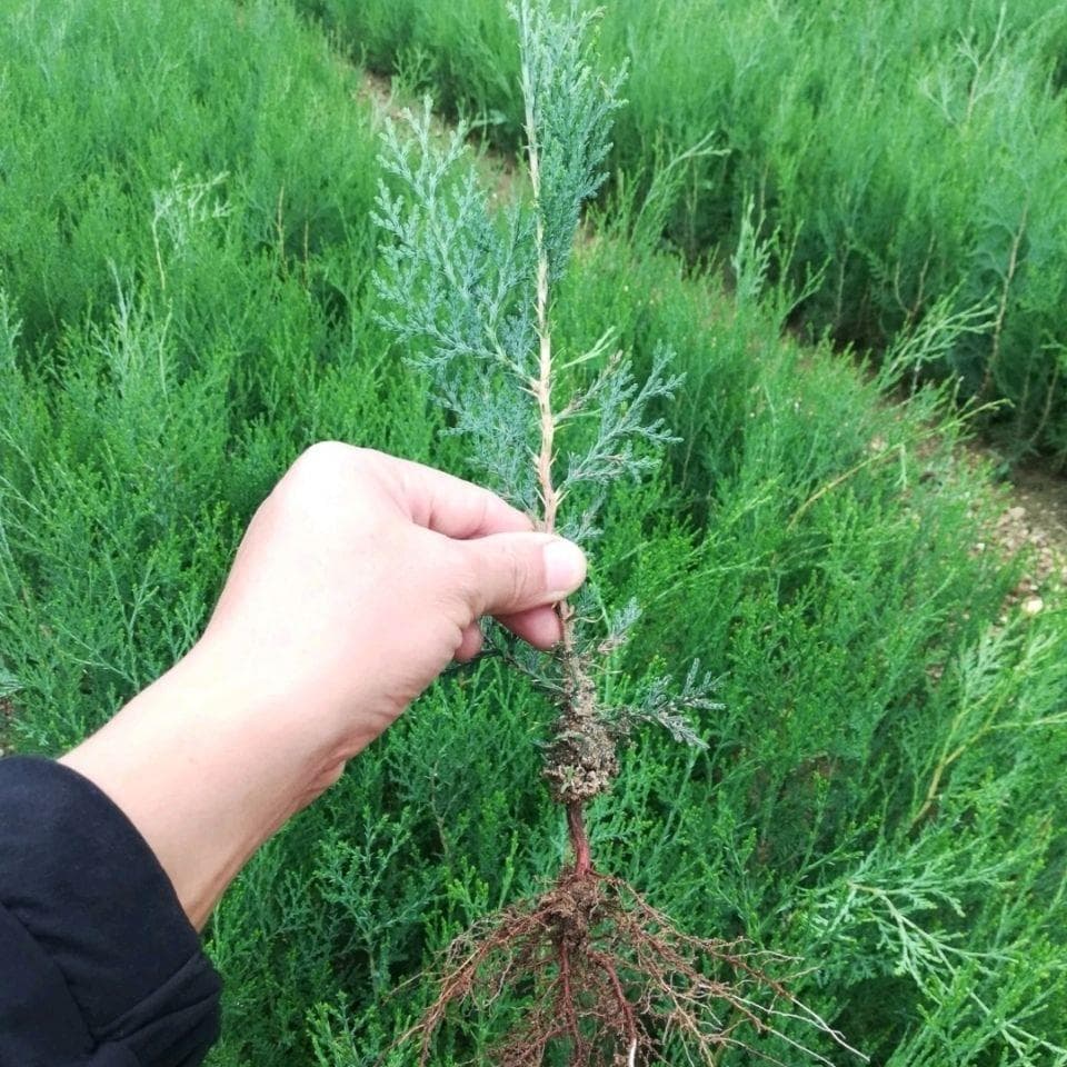 Tower cypress saplings, cypress saplings, arborvitae saplings, dragon cypress saplings, cypress saplings, four-season evergreen green garden seedlings, thorn pine