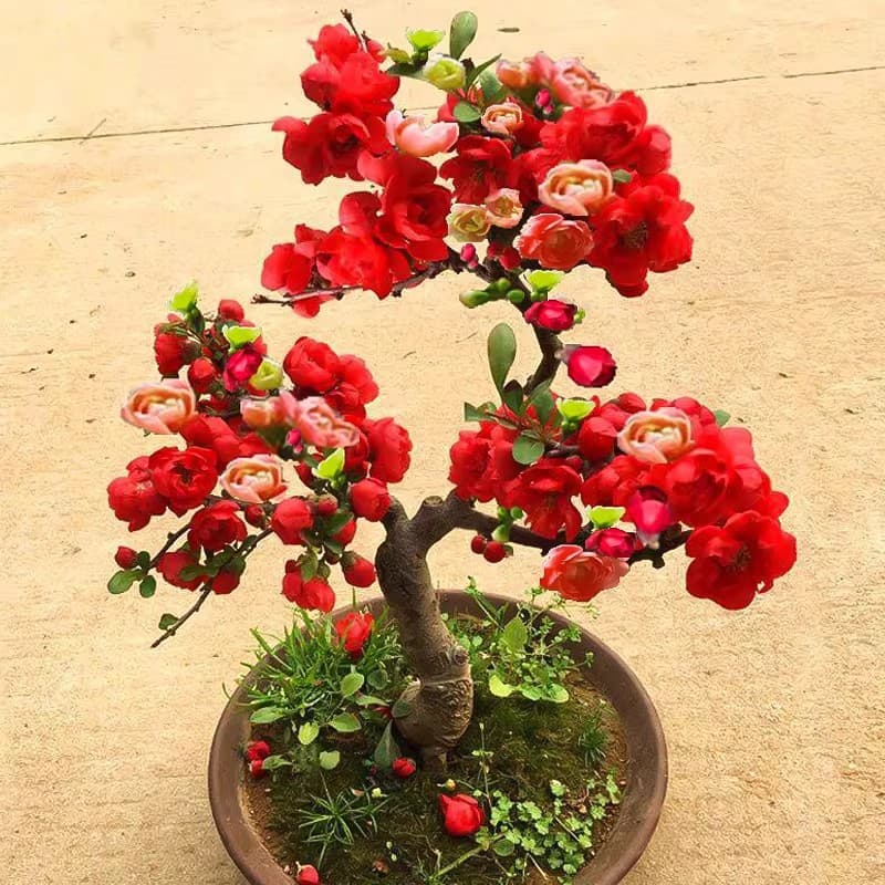Begonia flower potted saplings double-petaled longevity crown bonsai old pile green plants courtyard plants indoor flowers easy to maintain in all seasons