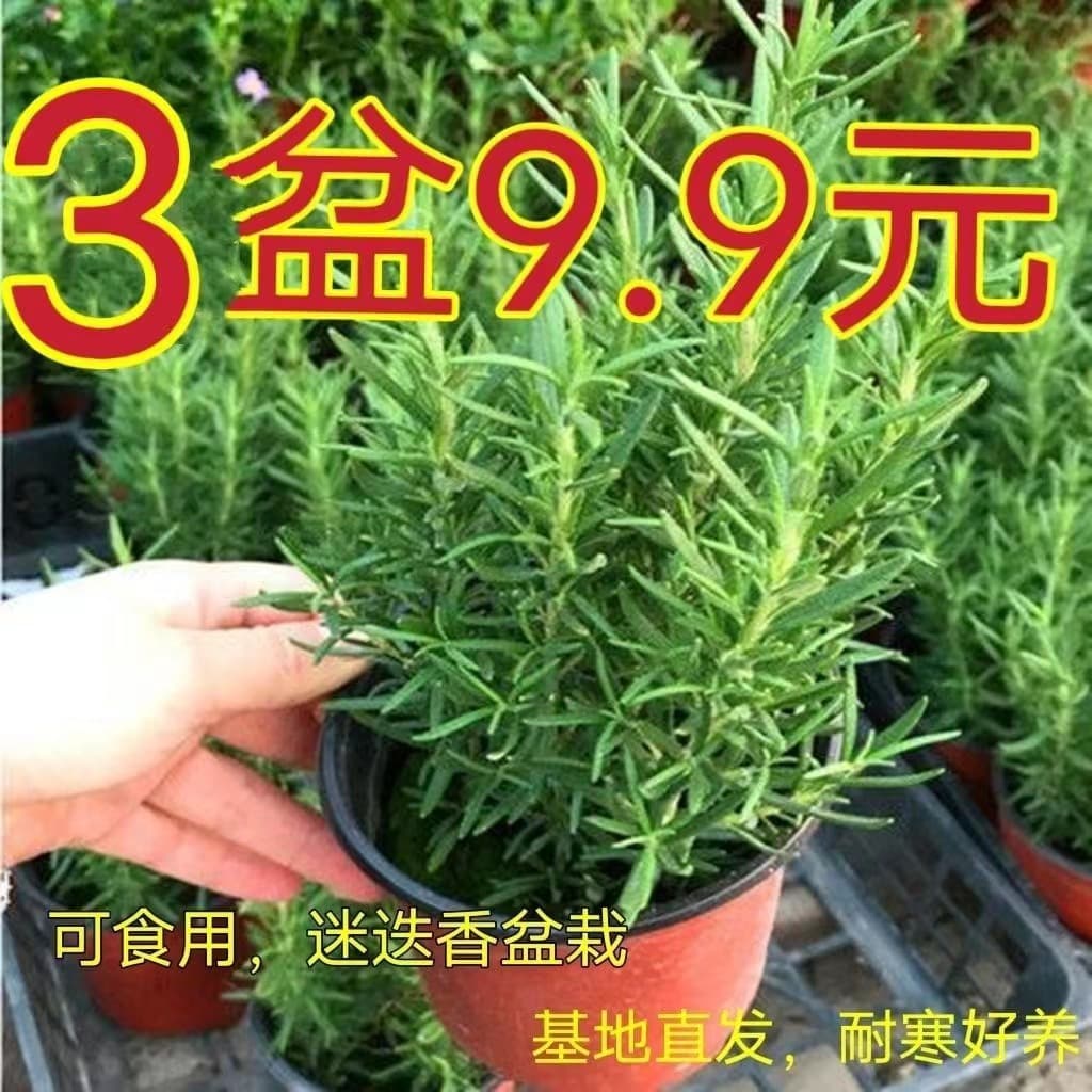 Rosemary Seedlings, Potted Plant, Edible Mosquito-Repellent Plant, Herb Mint Seedlings, Hydroponic Floral Green Plant, Indoor Pan-Fried Steak