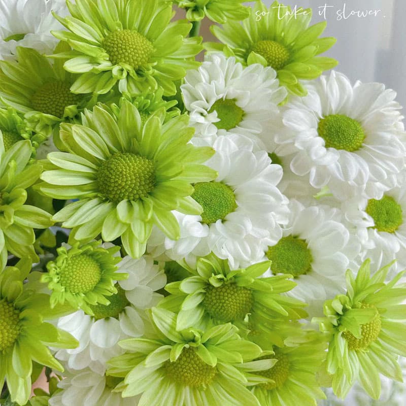 Flower Seeds - Daisy, Pyrethrum, Indoor Potted Plants, Sunflower Seeds, Four-Season Flower Seeds