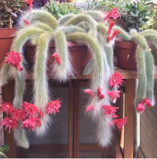 Monkey Tail Cactus Soft Hair Monkey Tail Nine-Tailed Fox Succulent Cactus Cat Tail Indoor Hanging Basket Potted Plant