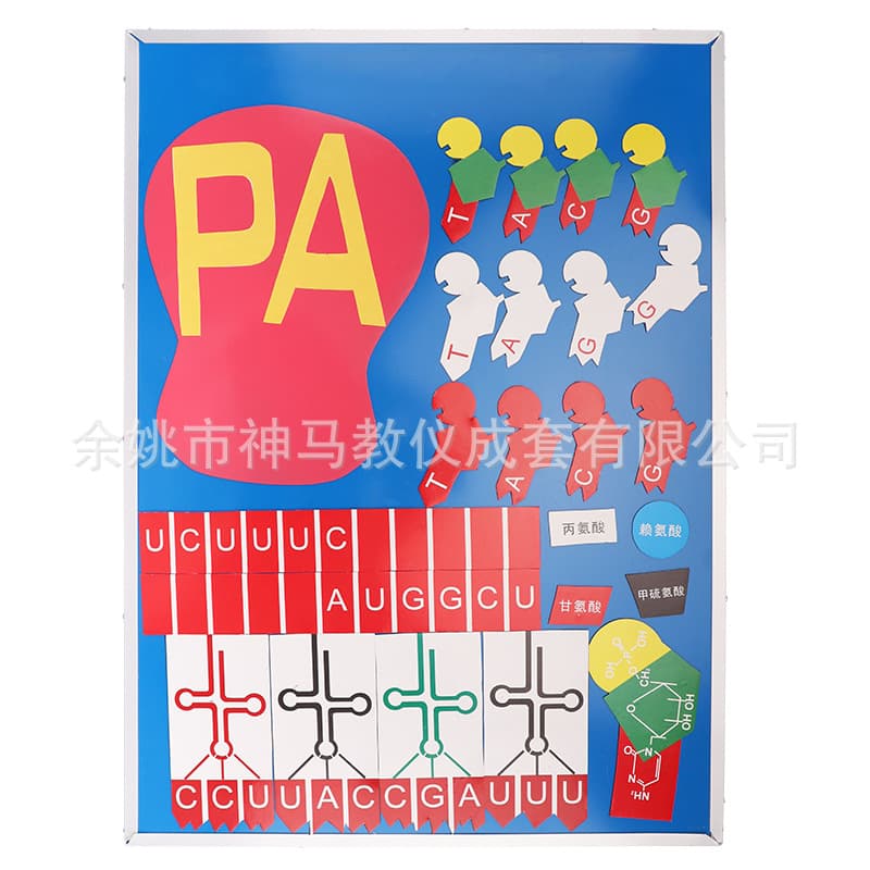 3230 DNA Replication and Protein Synthesis Magnetic Demonstrator - Factory Direct, Intuitive Teaching Model