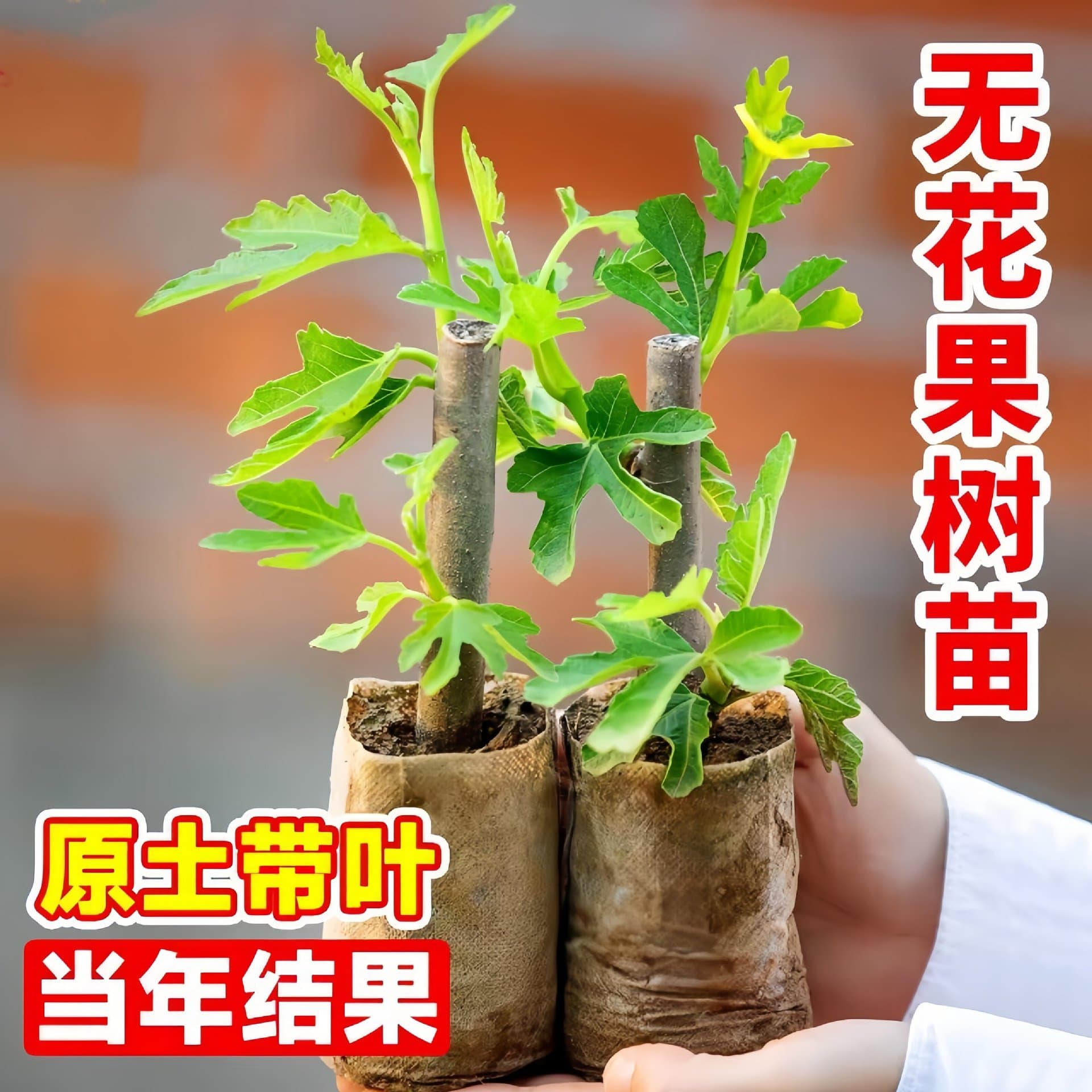 Brown Turkey Fig Tree Seedling Potted or Ground Planting for Northern and Southern Regions Dwarf Fig Seedling Fruit Tree Bears Fruit in the Same Year