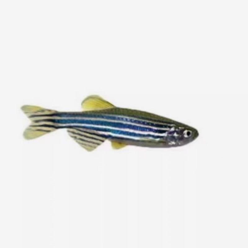 Live Blue Zebrafish for Cold Water Tropical Aquarium, Small Light Fish, Easy to Keep, Wholesale Black Zebrafish