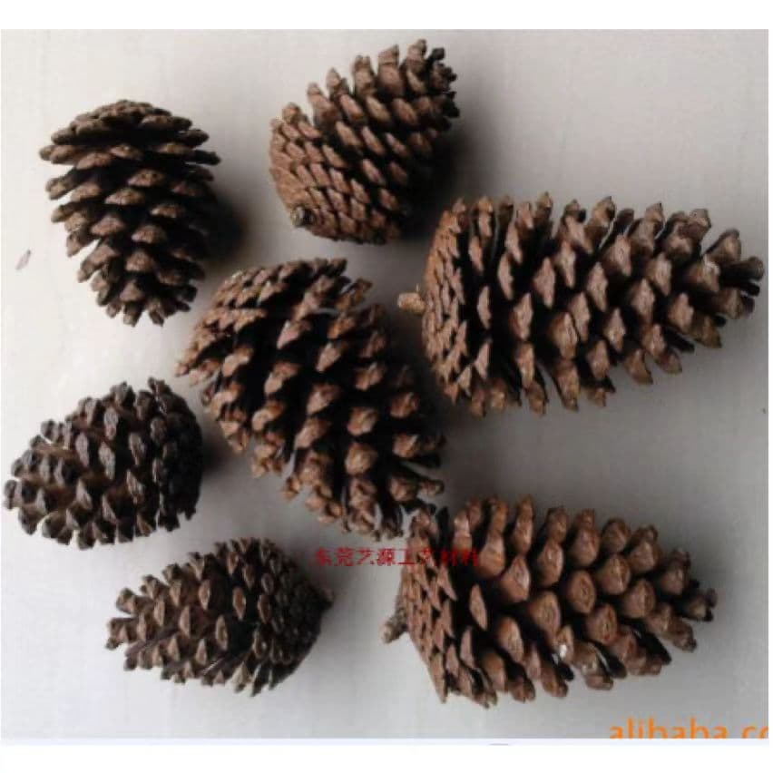 Natural Christmas Pinecone Large Pinecone American Pine 6-15cm Craft Ornaments Handmade Products Festival Decor