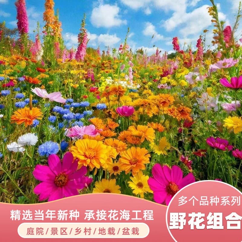 Wildflower Mix Seeds, Multi-Season Blooming, Outdoor Garden Cosmos Seeds, Sunflower Seeds, Easy to Grow Flower Seeds