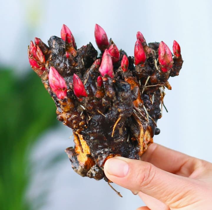 Peony Root with Buds, Peony Seed Root, Peony Flower Root Ball, Blooms Same Year, Indoor Courtyard Green Plant Potted