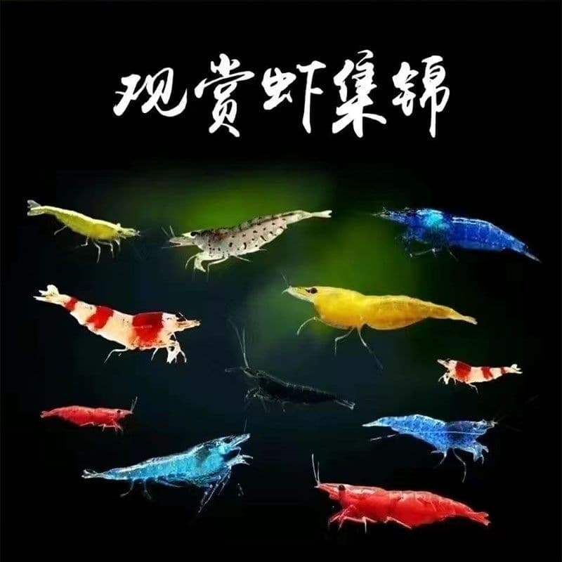 Colorful Small Shrimp Express Delivery Package Tools Aquarium Ornamental Shrimp Live Shrimp Algae Removal Shrimp Cleaning Live Freshwater Shrimp