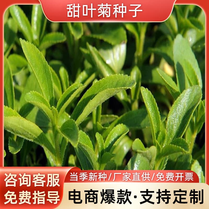 Natural Sweet Plant Stevia Seeds, Herb Seeds for Tea, Balcony Flower Seeds, Floral Seeds