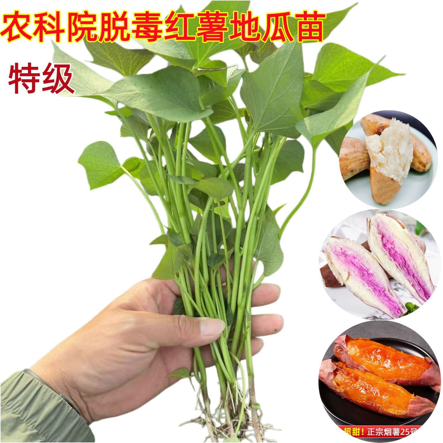 Academy of Agricultural Sciences Recommended Genuine Sweet Potato Seedlings - Yan Shu 25, Honey Sweet Potato, Watermelon Red, Durian Honey, Roasted Sweet Potato, Yam Seedlings