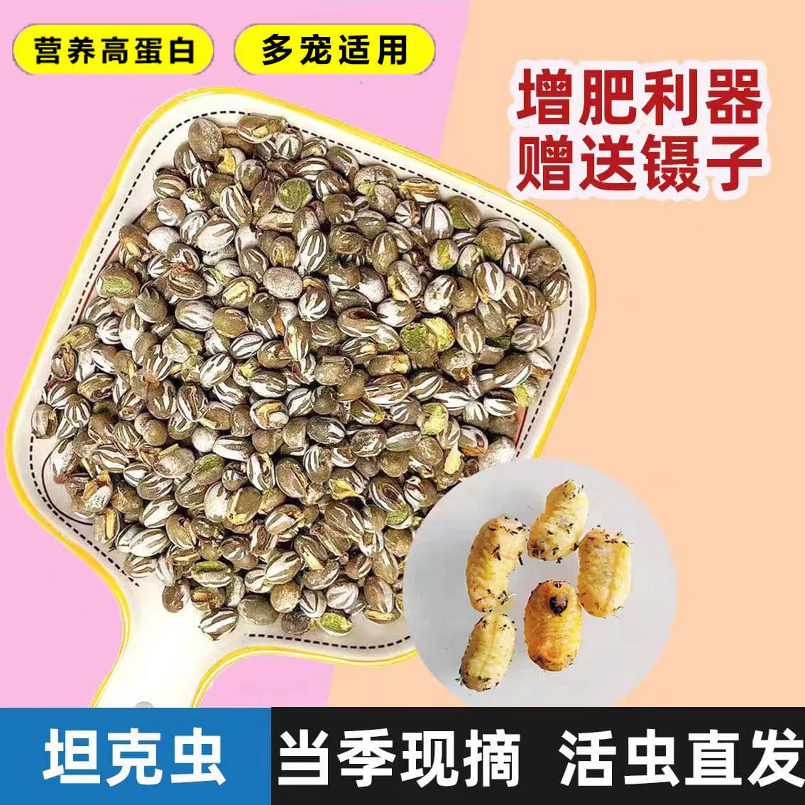 High-Protein Oriental Wasp Pupae Live Insects for Sugar Glider, Ferret, Hamster Pet Weight Gain, Treats, Fish Bait