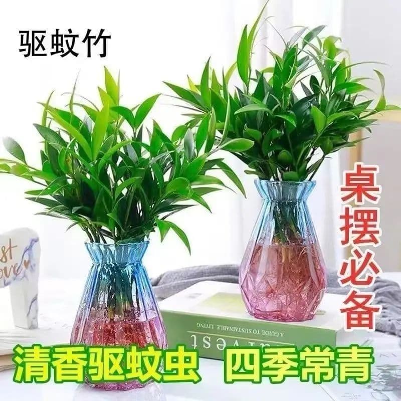 Mosquito-repellent bamboo and cypress hydroponic plants indoor water-cultured green plants and flower potted plants office four-season living room bamboo and cypress bamboo and cypress seedlings