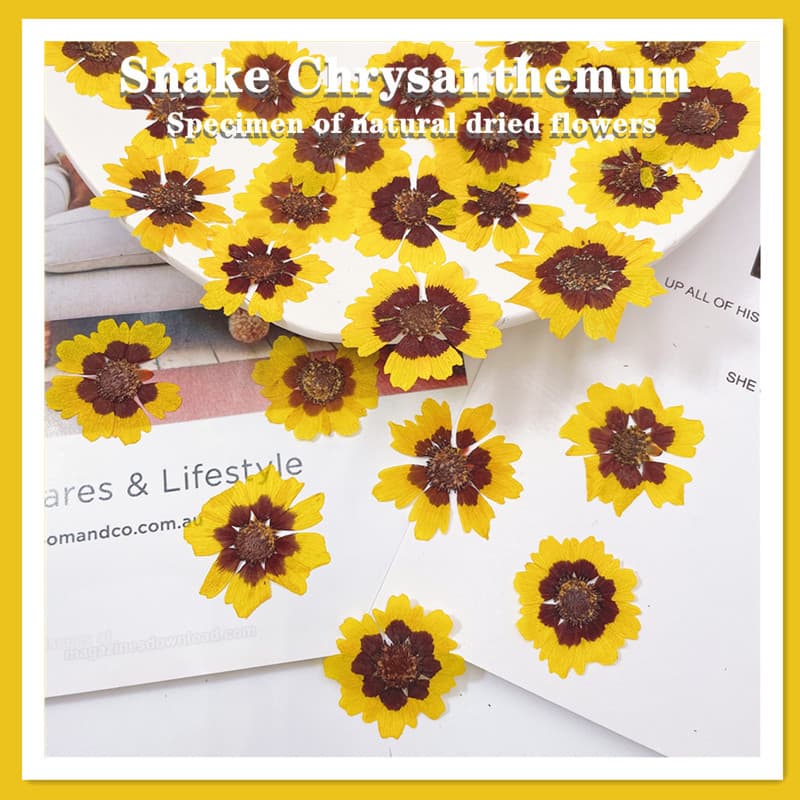 Dried Coreopsis Pressed Flower Pack, AliExpress Source DIY Handmade Epoxy Resin, Envelope Frame Craft Materials Wholesale