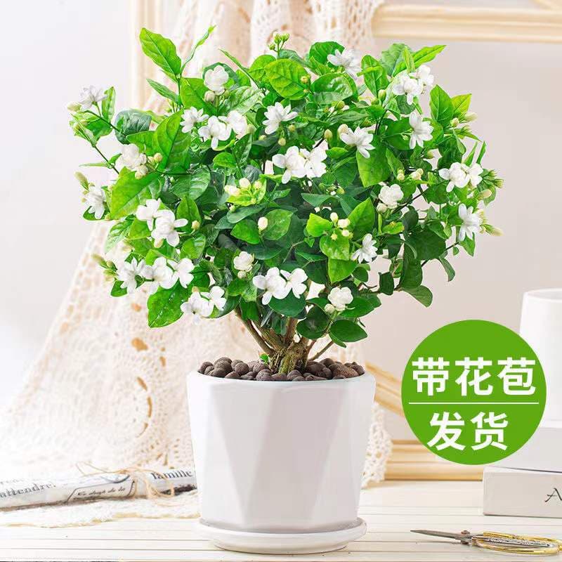 Double jasmine seedlings outdoor green plants balcony flower pots blooming in all seasons courtyard window sill viewing plant old pile