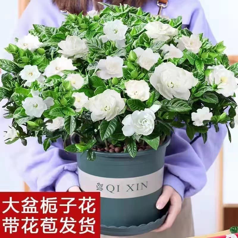 Gardenia Potted Plant with Buds, Four-Season Blooming Fragrant Flowers, Large-Leaf Peony Double-Petal Jasmine, Double-Petal