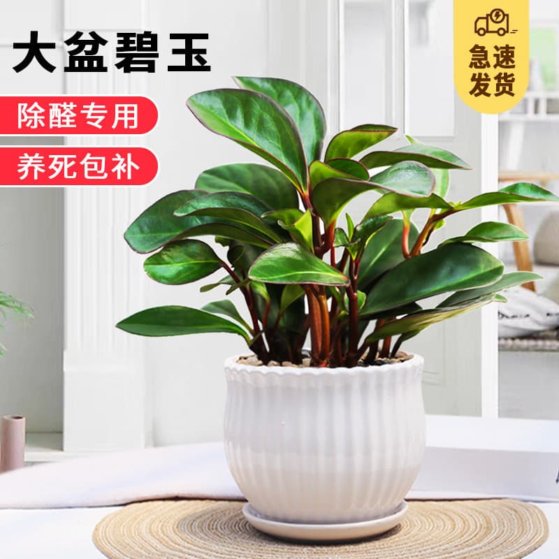 Purple-edged Jade Plant, Indoor Evergreen Potted Plant for Office Air Purification