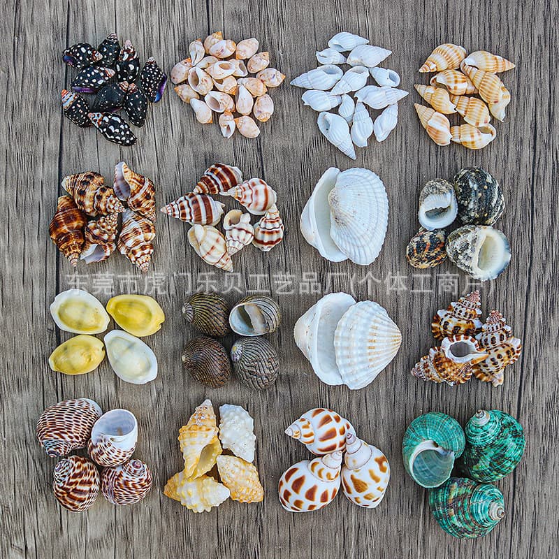 Conch Collection Natural Conch Shells Fish Tank Landscaping Mediterranean Decoration Materials Wholesale Kindergarten Handmade DIY