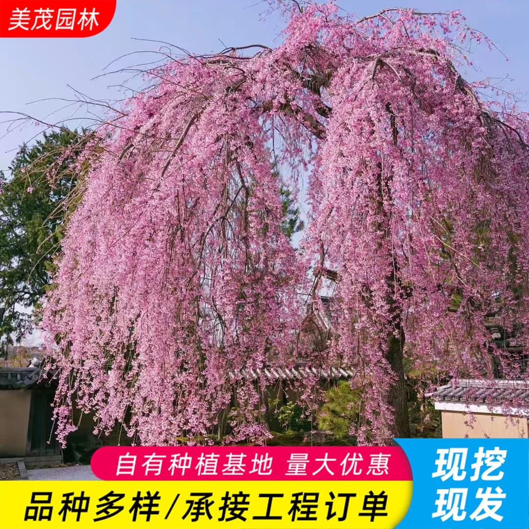 Weeping Cherry Tree Saplings Available in Bulk at the Base. Eight-Fold Red Weeping Cherry Trees Also Offered