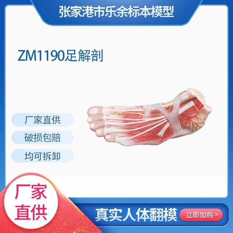ZM1190 foot anatomy model human muscle anatomy model biological simulation teaching model multi-component detachable