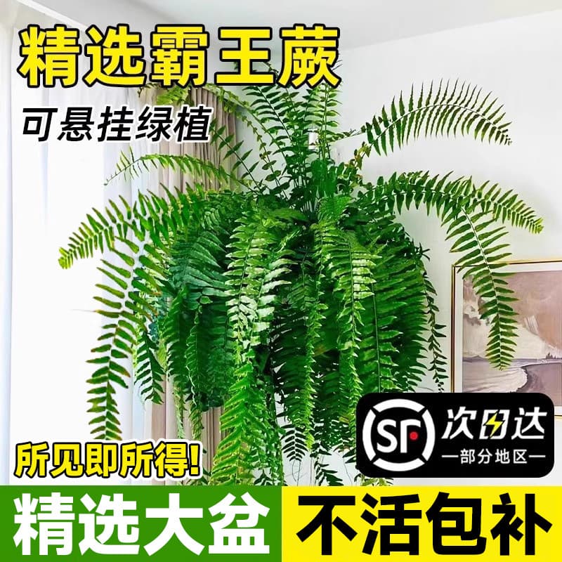Bawang Fern Potted Plant Large Pot Long Vine Hanging Kidney Fern Living Room Indoor Rainforest Boston Fern Ceiling Green Plant