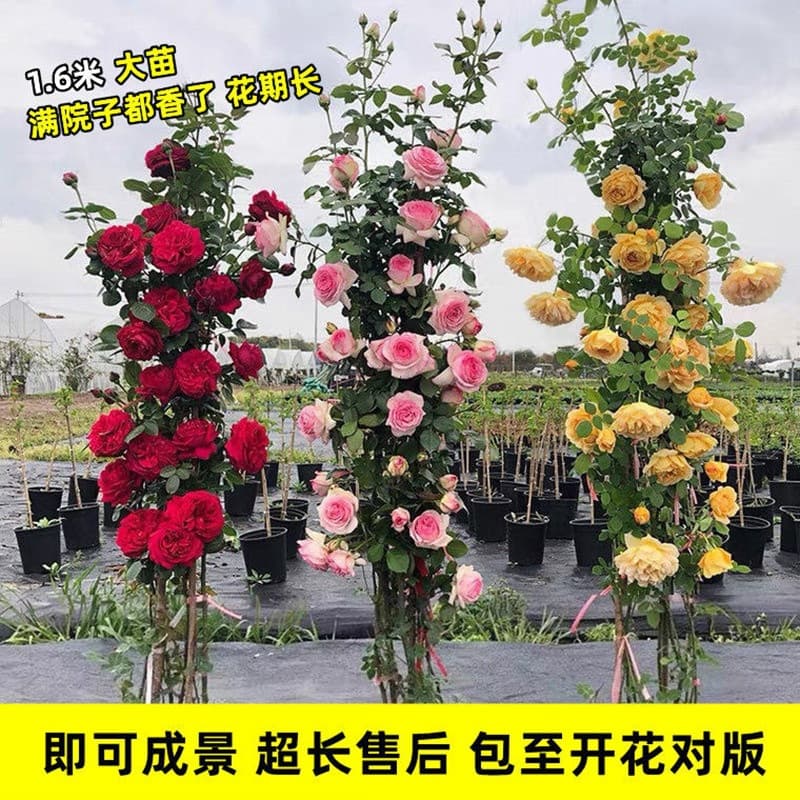 1.6m Large Rose Seedling, Climbing Rose Plant, Vine Plant, Four-Season Blooming, Potted Rose, Balcony Planting
