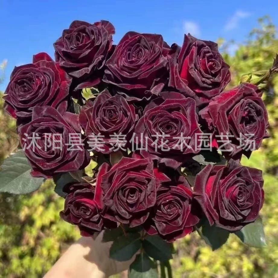 Red Rose Seeds, Green Potted Flower Seeds, Four-Season Seeds for Potted and Ground Planting, Rose Seeds