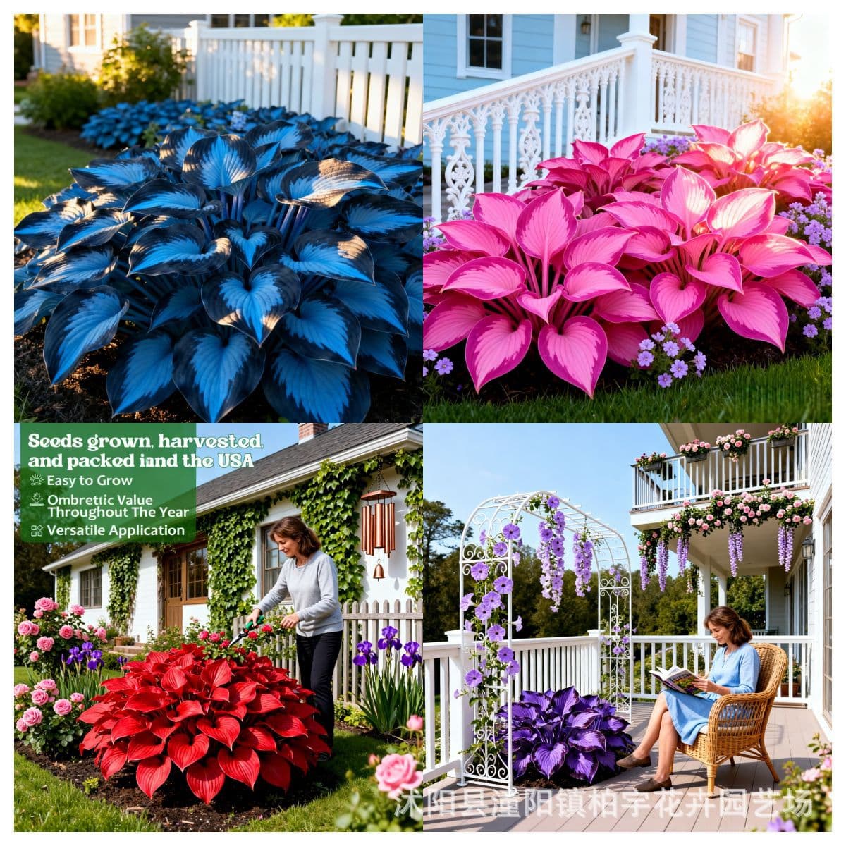 Cross-border Sourcing Colorful Hosta Seeds, Hosta Seeds for Garden Large-Leaf Flowering Plants, Perennial Hosta