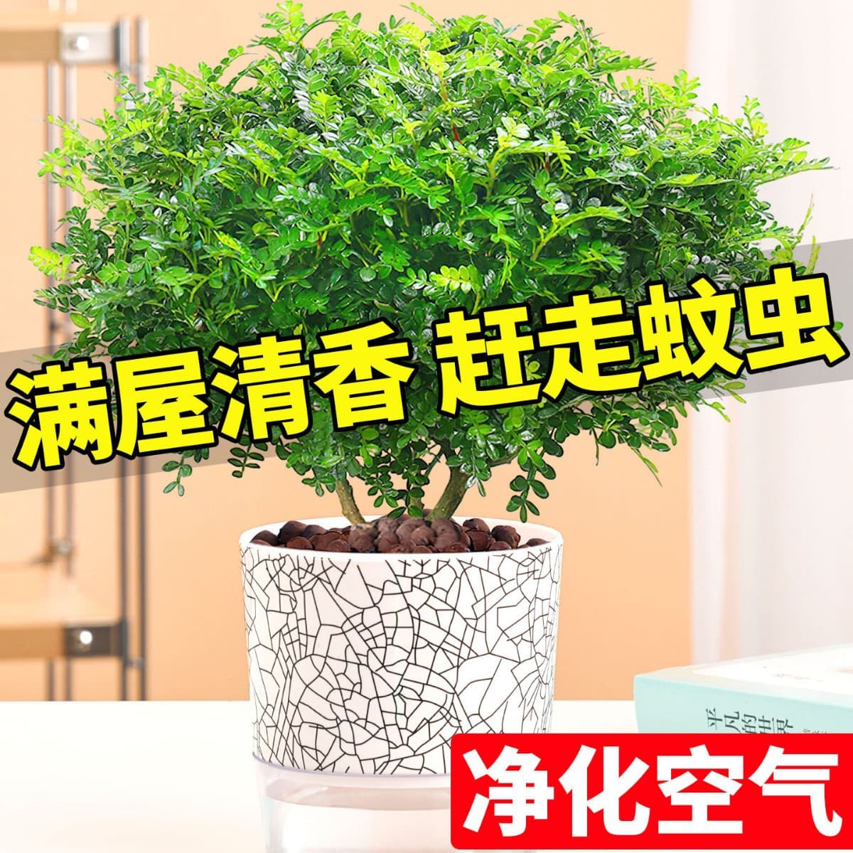 Authentic Fragrant Plant Seedlings - Potted Indoor/Outdoor Air-Purifying Plants with Mosquito-Repelling Properties