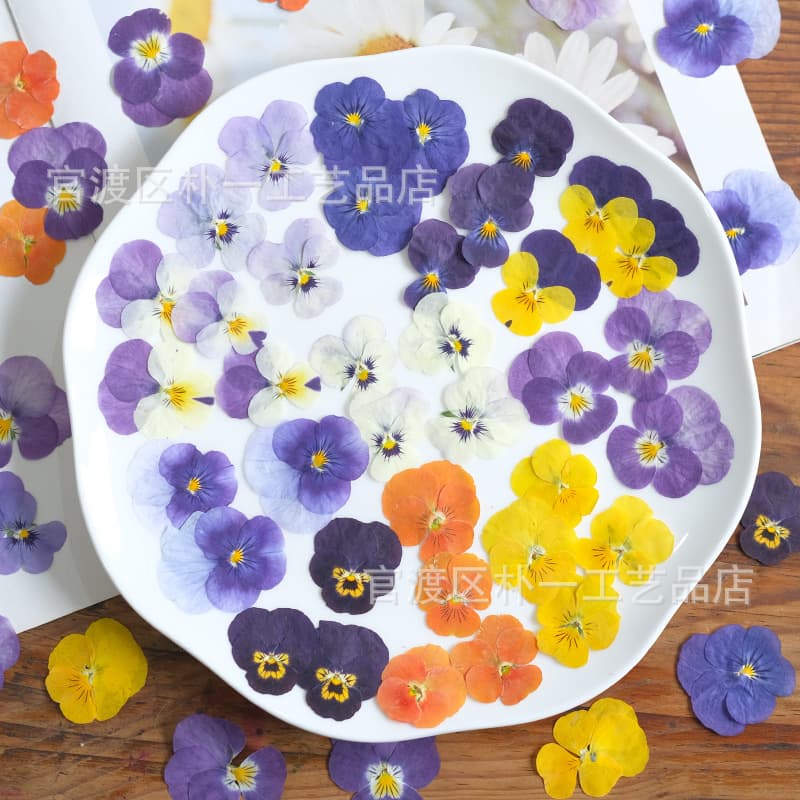 Pansy dried flower pressed plant specimen wholesale pressed flower frame lamp real flower nail art face decoration flower