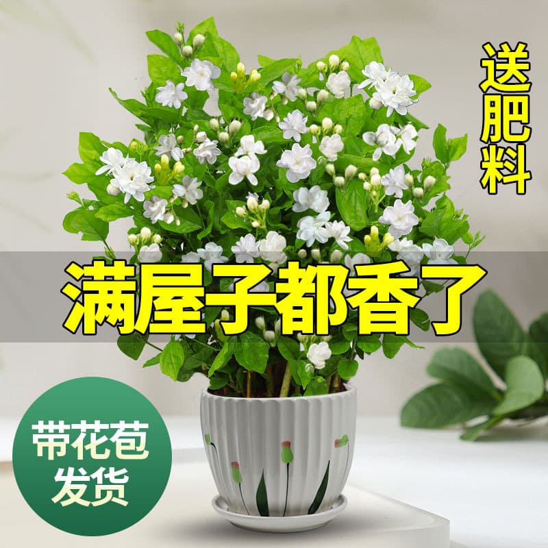 Jasmine seedlings in pots with flower buds, Murraya paniculata old stumps, mosquito-repellent flowering plants, fragrant indoor plants, blooming year-round, easy to care for.