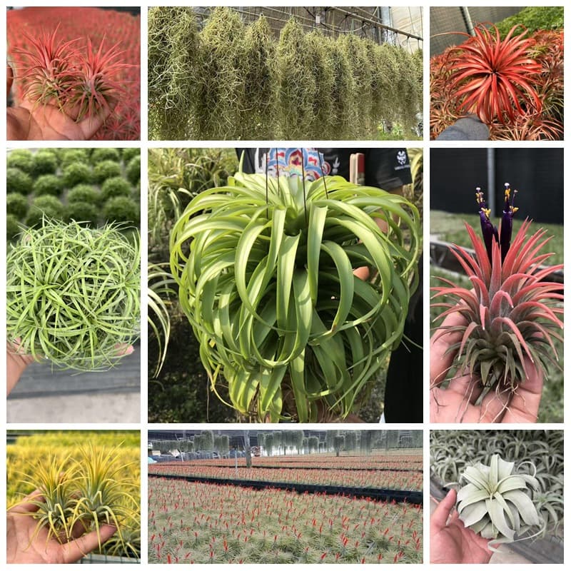 Air Plant Potted Base Farm Direct Red Elf Yellow Elf Green Plant Flower Soilless Easy Care for Lazy People